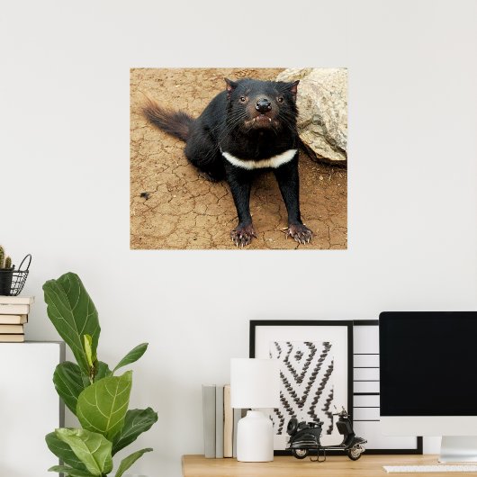 Tasmanian Devil poselt voor Foto Poster (Thuiskantoor)