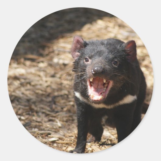 Tasmanian Devil Ronde Sticker (Voorkant)