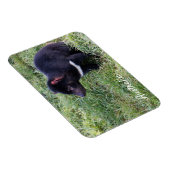 Tasmanian Devil, Tasmania, Australië Magneet (Rechterzijde)