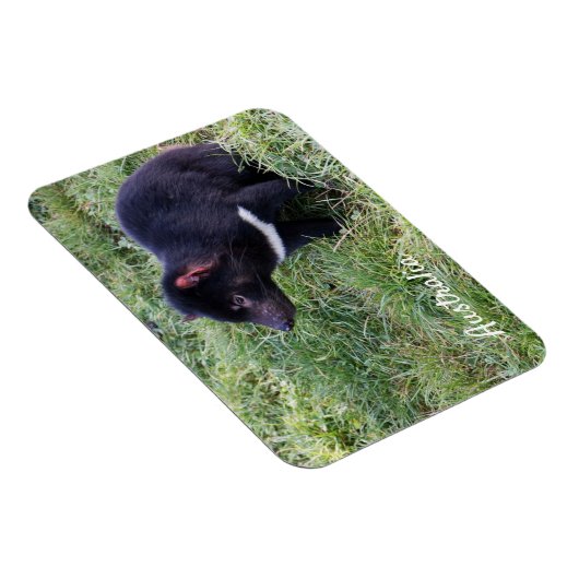 Tasmanian Devil, Tasmania, Australië Magneet (Rechterzijde)
