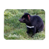 Tasmanian Devil, Tasmania, Australië Magneet (Horizontaal)