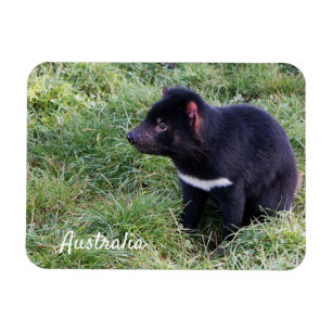 Tasmanian Devil, Tasmania, Australië Magneet