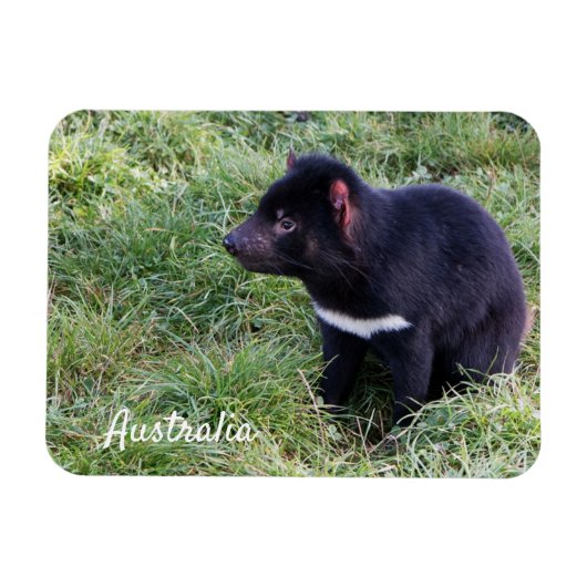 Tasmanian Devil, Tasmania, Australië Magneet (Horizontaal)