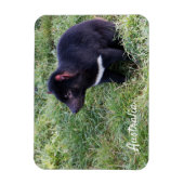 Tasmanian Devil, Tasmania, Australië Magneet (Verticaal)
