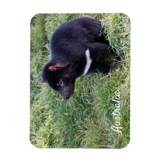 Tasmanian Devil, Tasmania, Australië Magneet (Verticaal)
