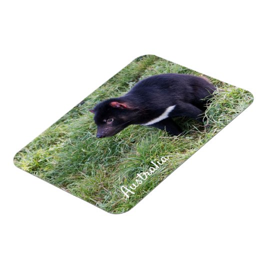 Tasmanian Devil, Tasmania, Australië Magneet (Linkerzijde)