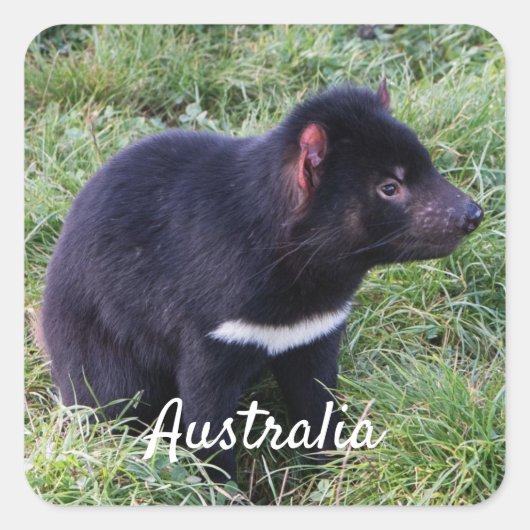 Tasmanian Devil, Tasmania, Australië Vierkante Sticker (Voorkant)