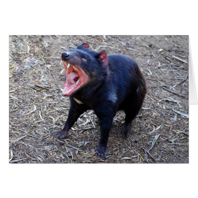 Tasmanian Devil toont zijn vicieuze Yawn (Voorkant Horizontaal)