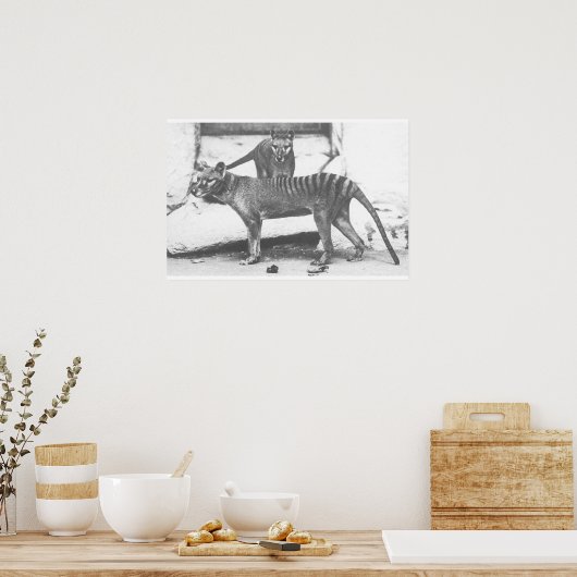 Tasmanian Tiger Poster, Canvas Poster (Keuken)