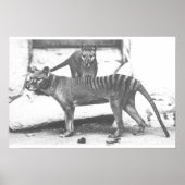 Tasmanian Tiger Poster, Canvas Poster (Voorkant)