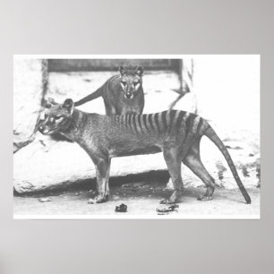 Tasmanian Tiger Poster, Canvas Poster