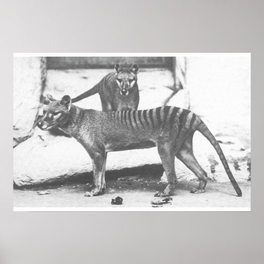 Tasmanian Tiger Poster, Canvas Poster (Voorkant)