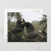 Tasmanian wedge tailed eagles briefkaart (Voorkant / Achterkant)