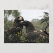 Tasmanian wedge tailed eagles briefkaart (Voorkant)