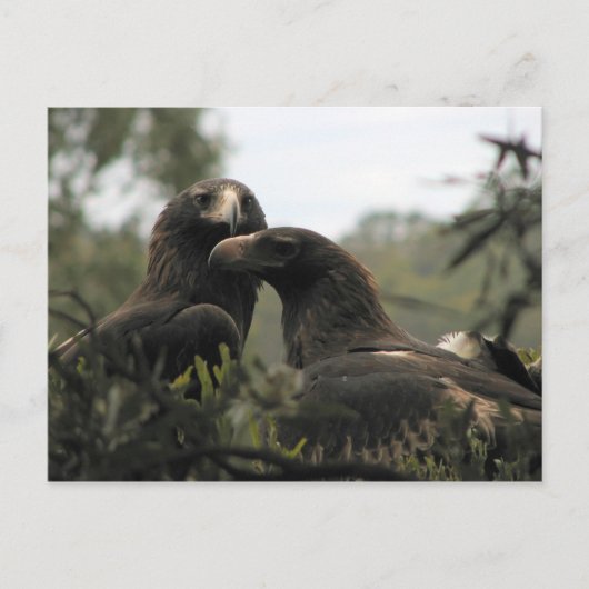 Tasmanian wedge tailed eagles briefkaart (Voorkant)