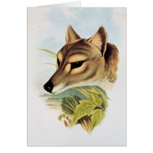 Tasmanian Wolf of Tiger