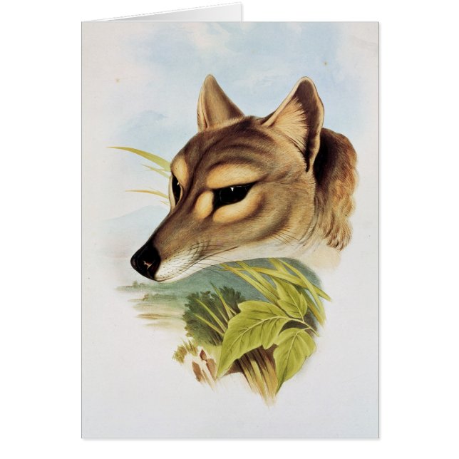 Tasmanian Wolf of Tiger (Voorkant)