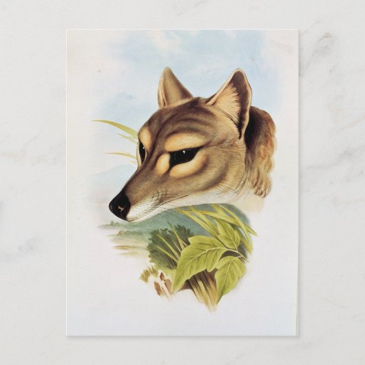 Tasmanian Wolf of Tiger Briefkaart (Voorkant)