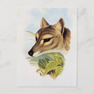 Tasmanian Wolf of Tiger Briefkaart