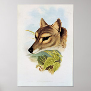 Tasmanian Wolf of Tiger Poster
