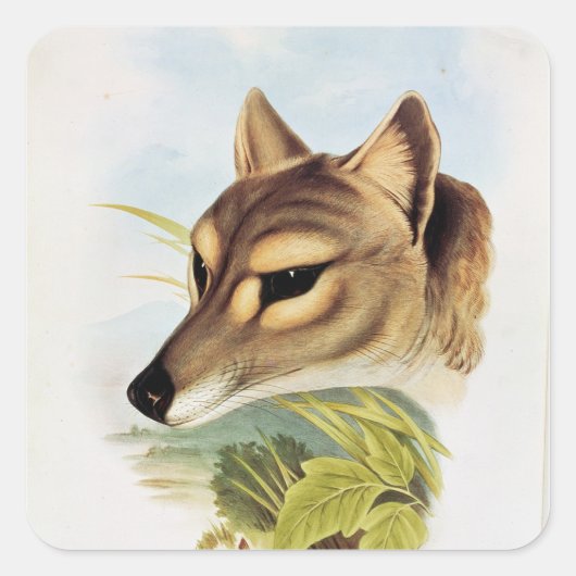 Tasmanian Wolf of Tiger Vierkante Sticker (Voorkant)