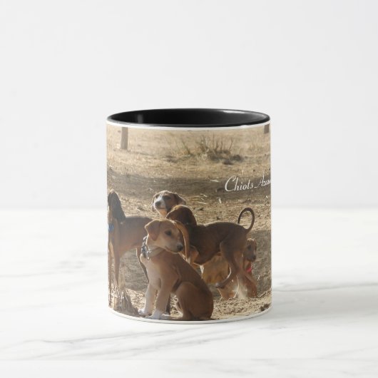 TASSE Chiots Azawakh Idi de sahel Mok (Midden)