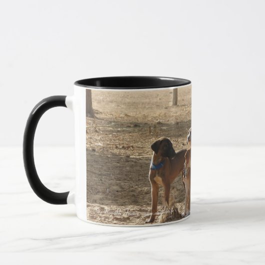 TASSE Chiots Azawakh Idi de sahel Mok (Links)