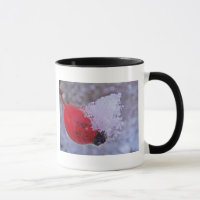 Tasse Hagebutte mit Schneehäufchen