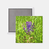Tassel-Hyacinth Magnet (Voorkant / Achterkant)