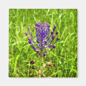 Tassel-Hyacinth Magnet (Voorkant)