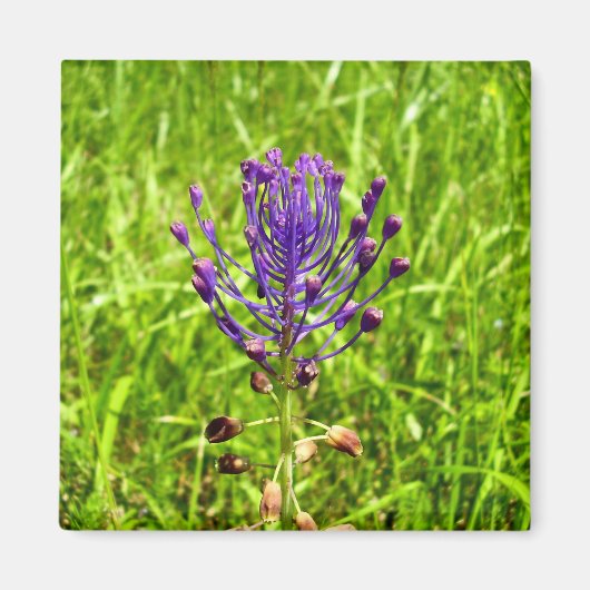 Tassel-Hyacinth Magnet (Voorkant)