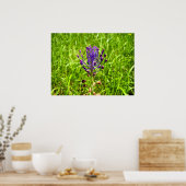 Tassel-Hyacinth-Poster Poster (Keuken)