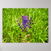 Tassel-Hyacinth-Poster Poster (Voorkant)
