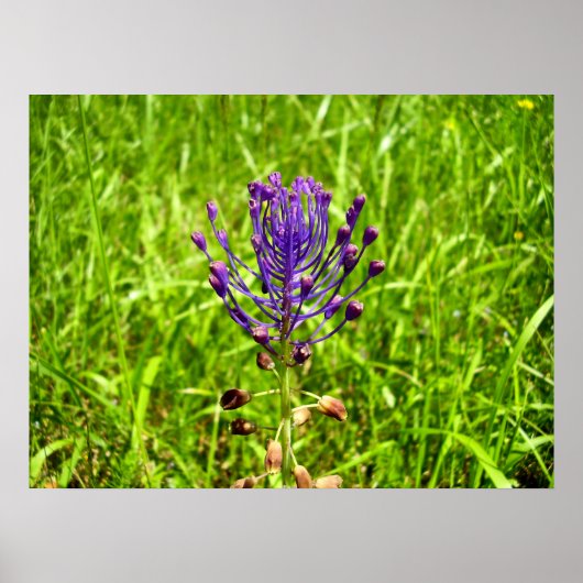 Tassel-Hyacinth-Poster Poster (Voorkant)