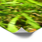 Tassel-Hyacinth-Poster Poster (Hoek)