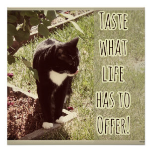 Taste Life Motivatie Kat Foto Quote Poster