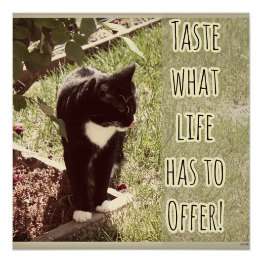 Taste Life Motivatie Kat Foto Quote Poster (Voorkant)