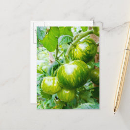 Tasty Green Zebra Heirloom Tomaten op wijnstokken Briefkaart