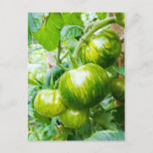 Tasty Green Zebra Heirloom Tomaten op wijnstokken Briefkaart (Voorkant)