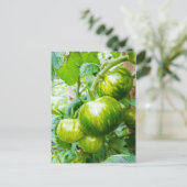 Tasty Green Zebra Heirloom Tomaten op wijnstokken Briefkaart (Staand voorkant)