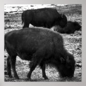 Tatanka Poster (Voorkant)