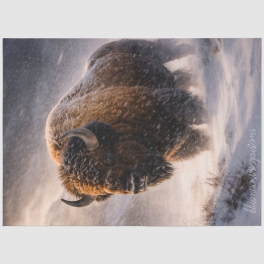 Tatanka Tissuepapier (Voorkant)