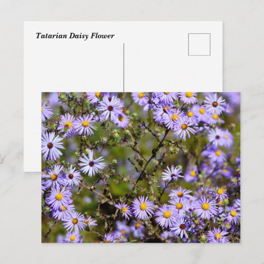 Tatarian Daisy Flower Briefkaart (Voorkant / Achterkant)
