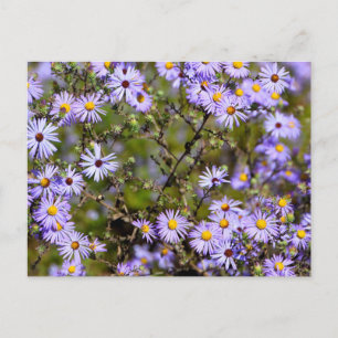 Tatarian Daisy Flower Briefkaart