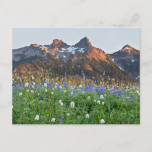 Tatoosh Range en wilde bloemen Mt. Rainier Briefkaart