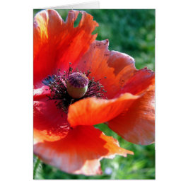 Tattered Red Poppy Flower