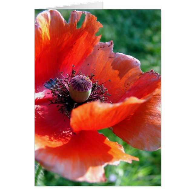 Tattered Red Poppy Flower (Voorkant)