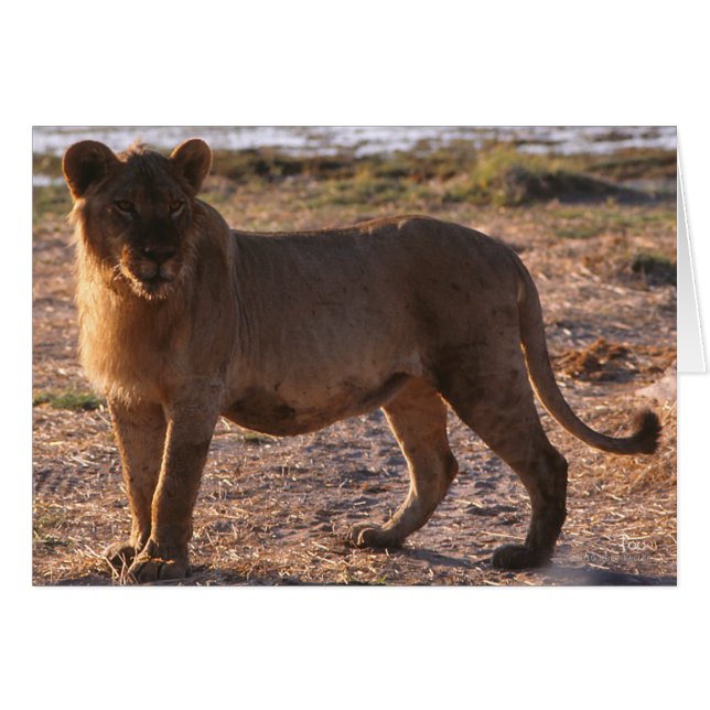 Tau, Lion, Foto (Voorkant Horizontaal)