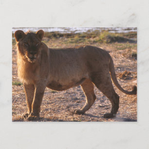 Tau, Lion, Foto Briefkaart