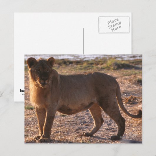 Tau, Lion, Foto Briefkaart (Voorkant / Achterkant)